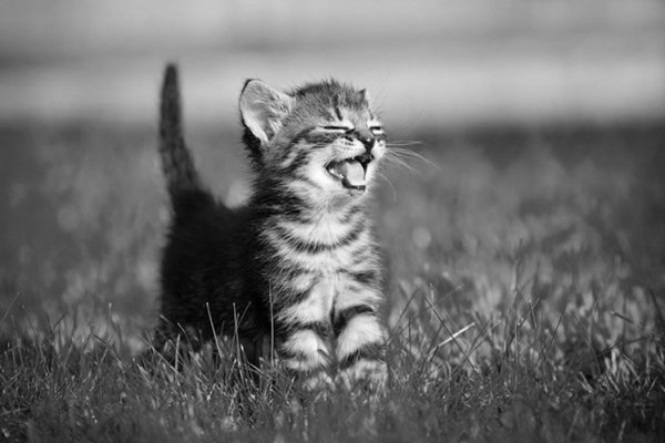 Animales
